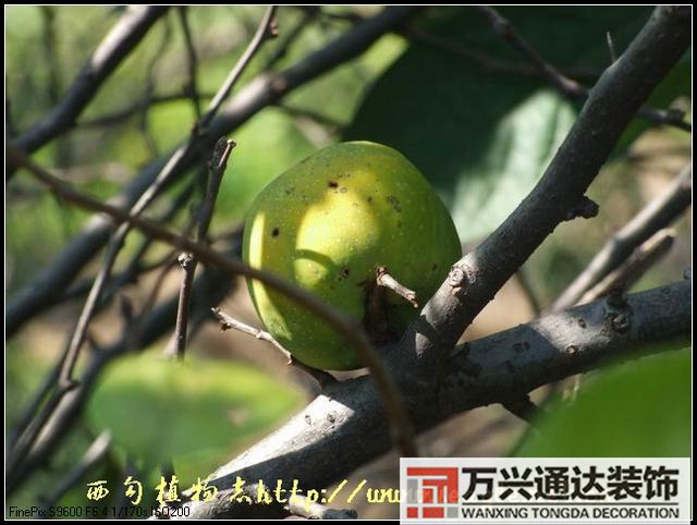 木瓜樹與風水風水學木瓜樹是兇木嗎